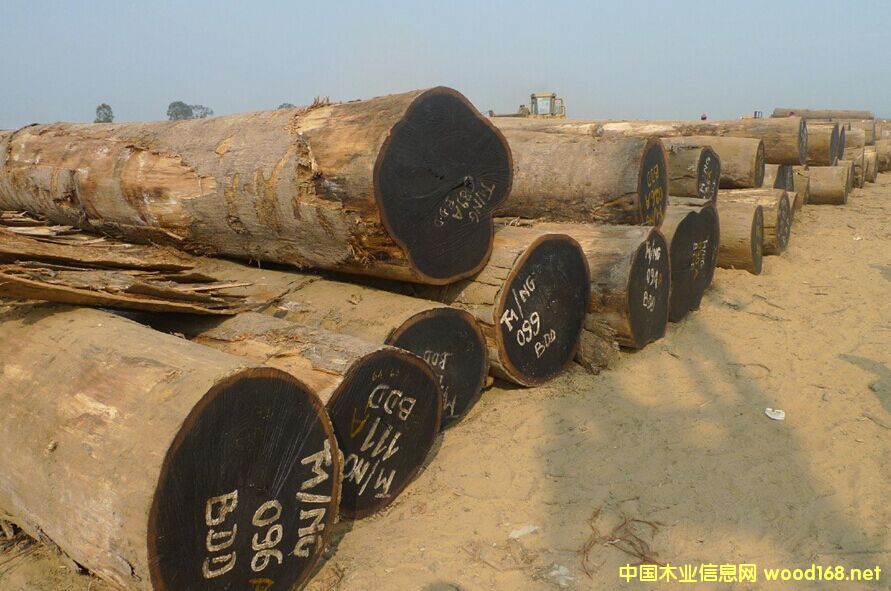 �����M(j��n)�ھ��黨��ľԭľ