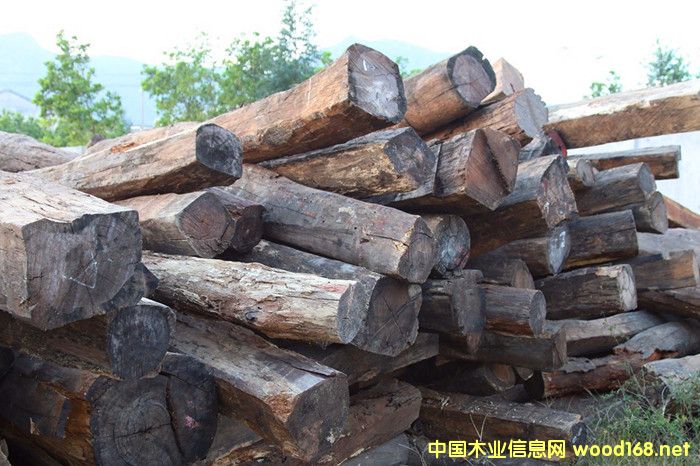 �����M(j��n)�ھ�����֦����֦ԭľ