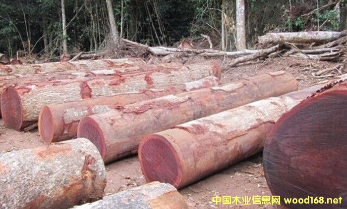 �����M(j��n)�ڷ���ɳ����ԭľ