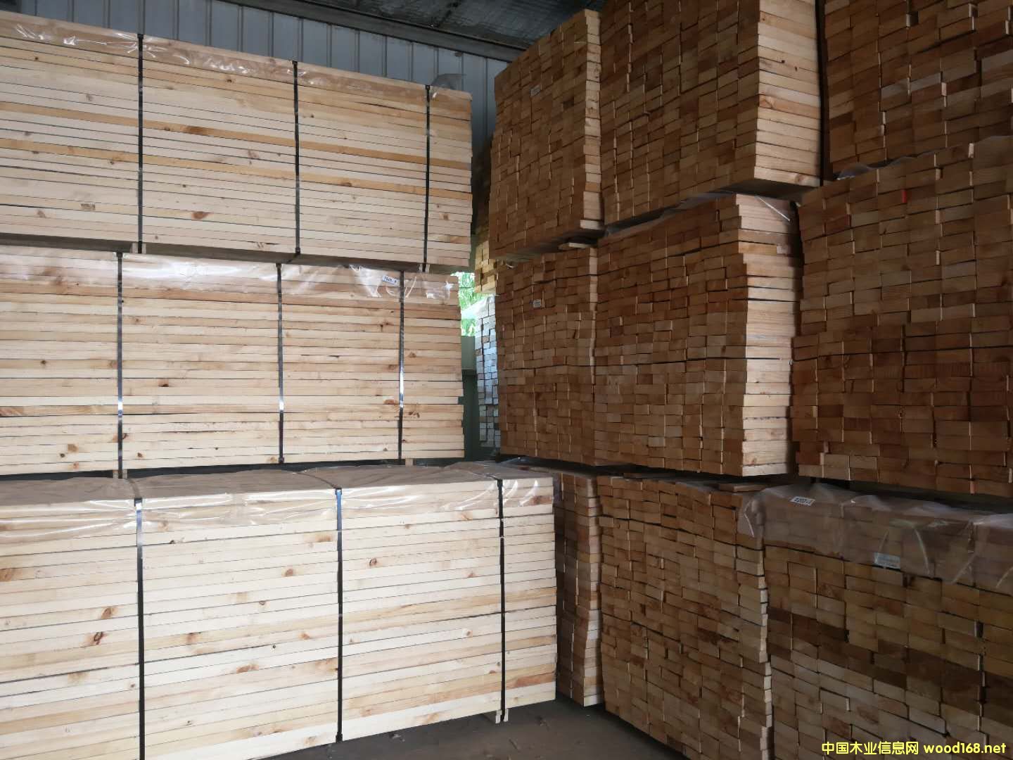 輻射松的詳細(xì)介紹