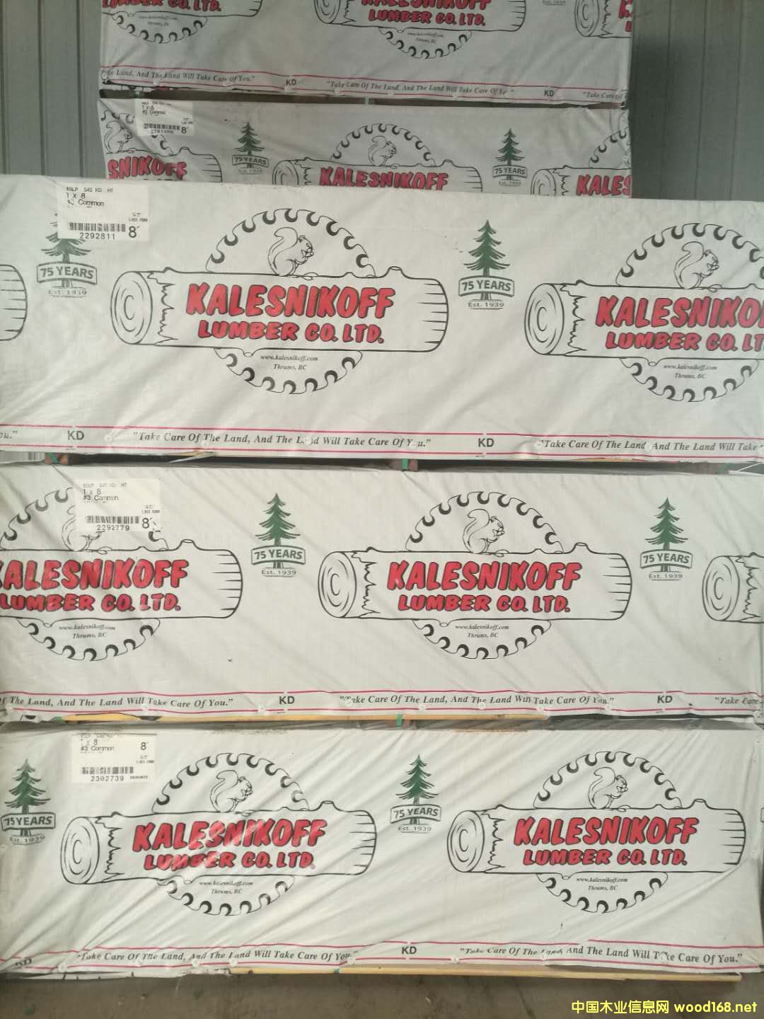 花旗松的詳細(xì)介紹