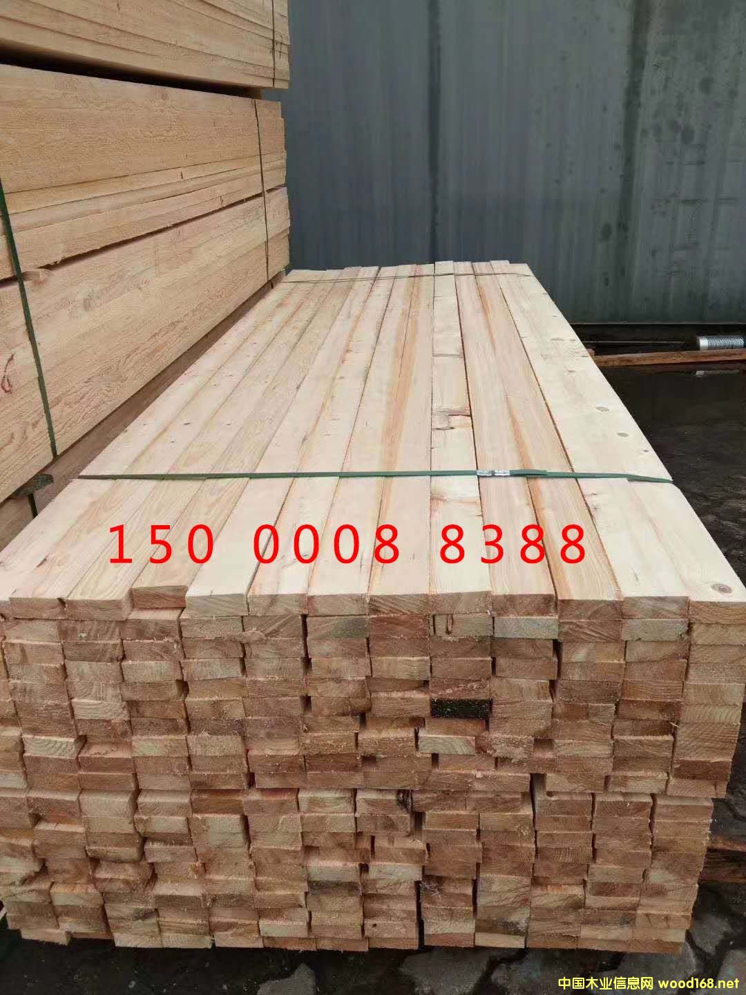 花旗松的詳細介紹