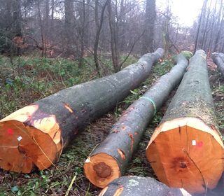 �����r�ؼ�ɽë��ԭľ