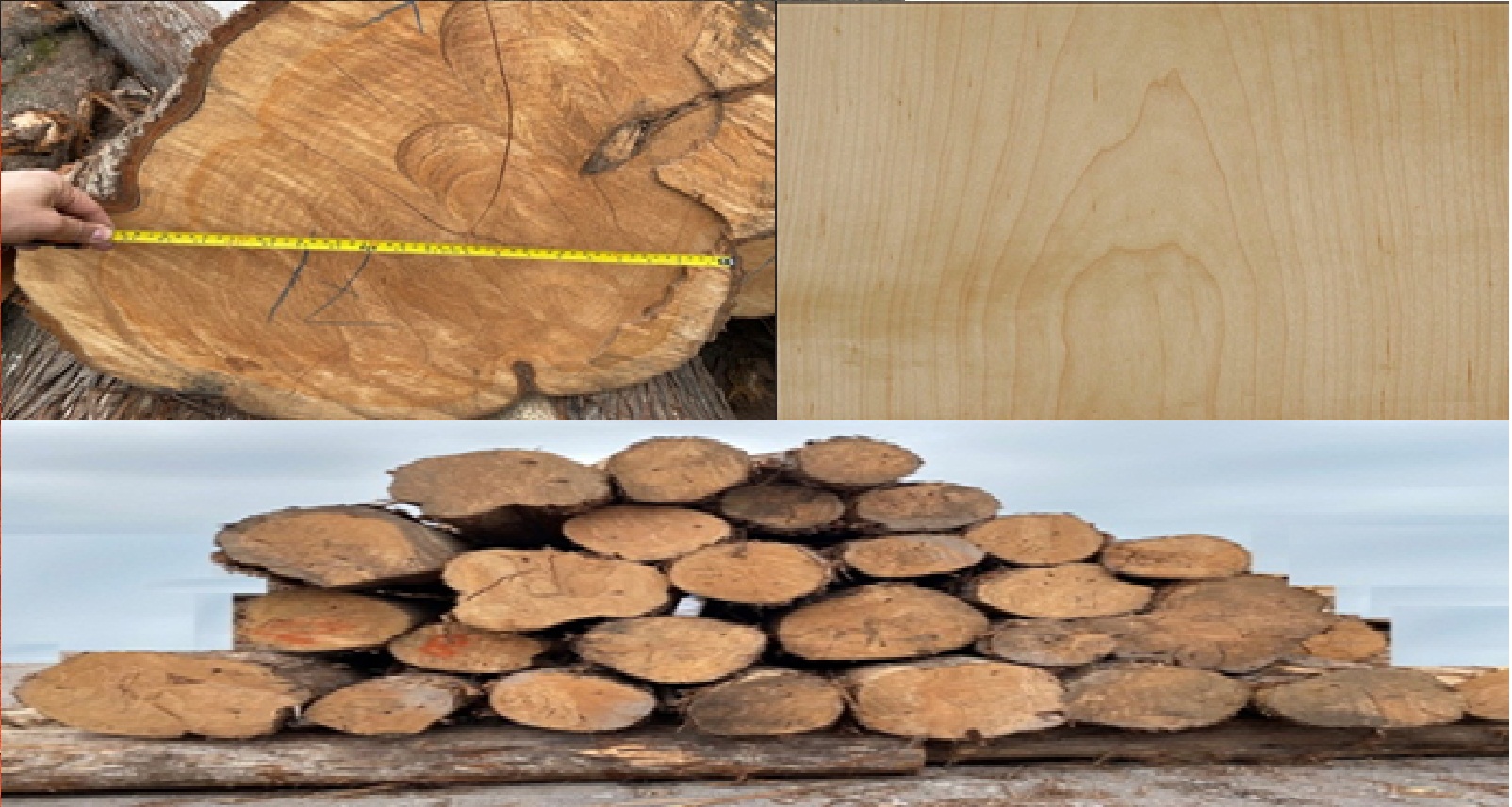 ���ľ(cypress)��Ԕ��(x��)��B