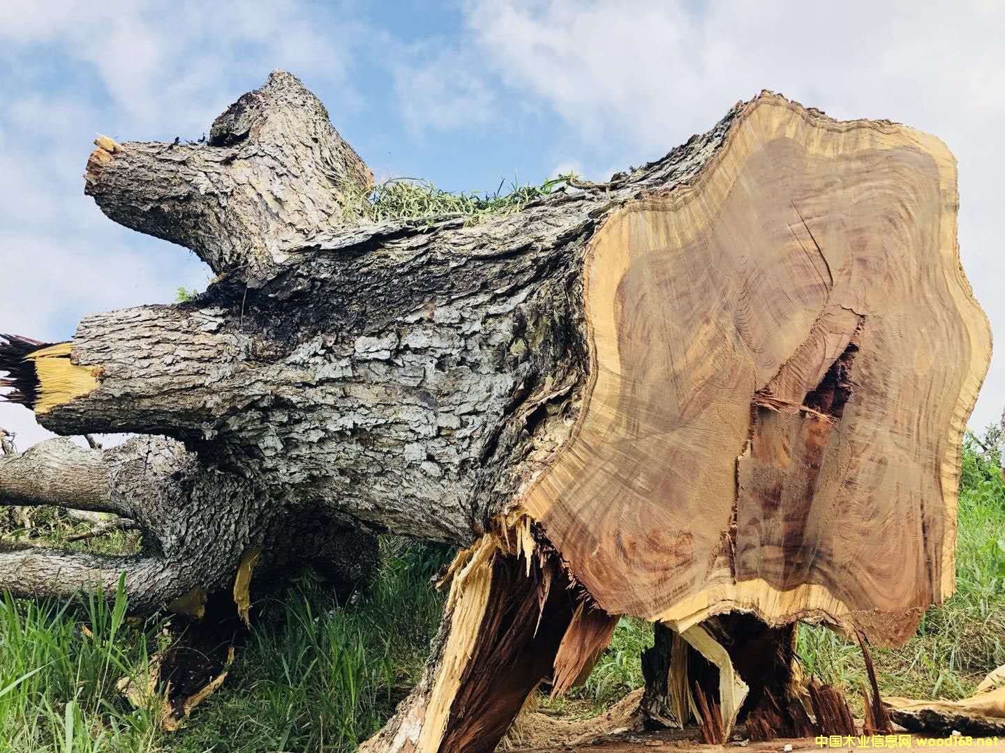 ���������ľ