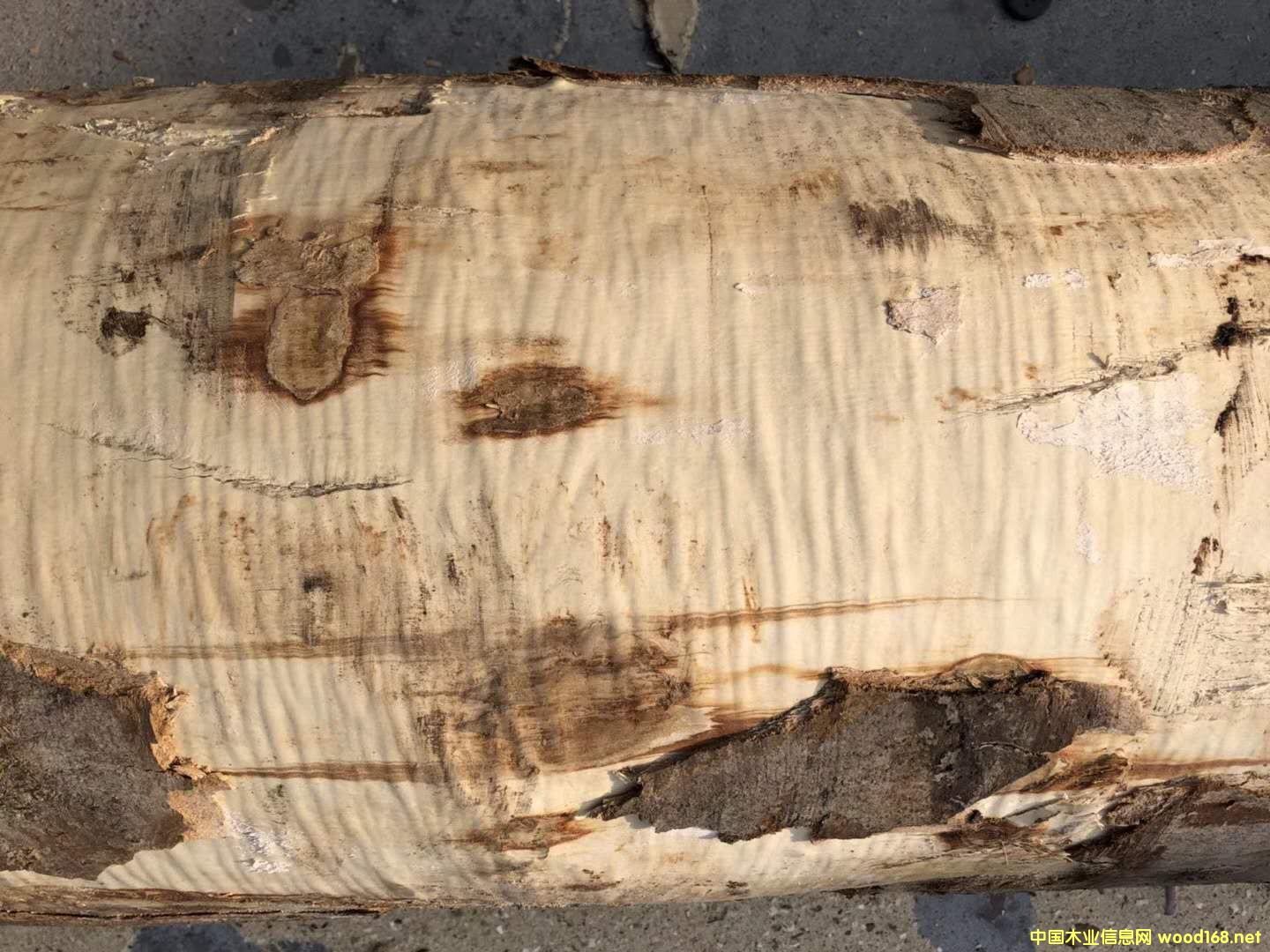 [��] �W�ޗ�ľ