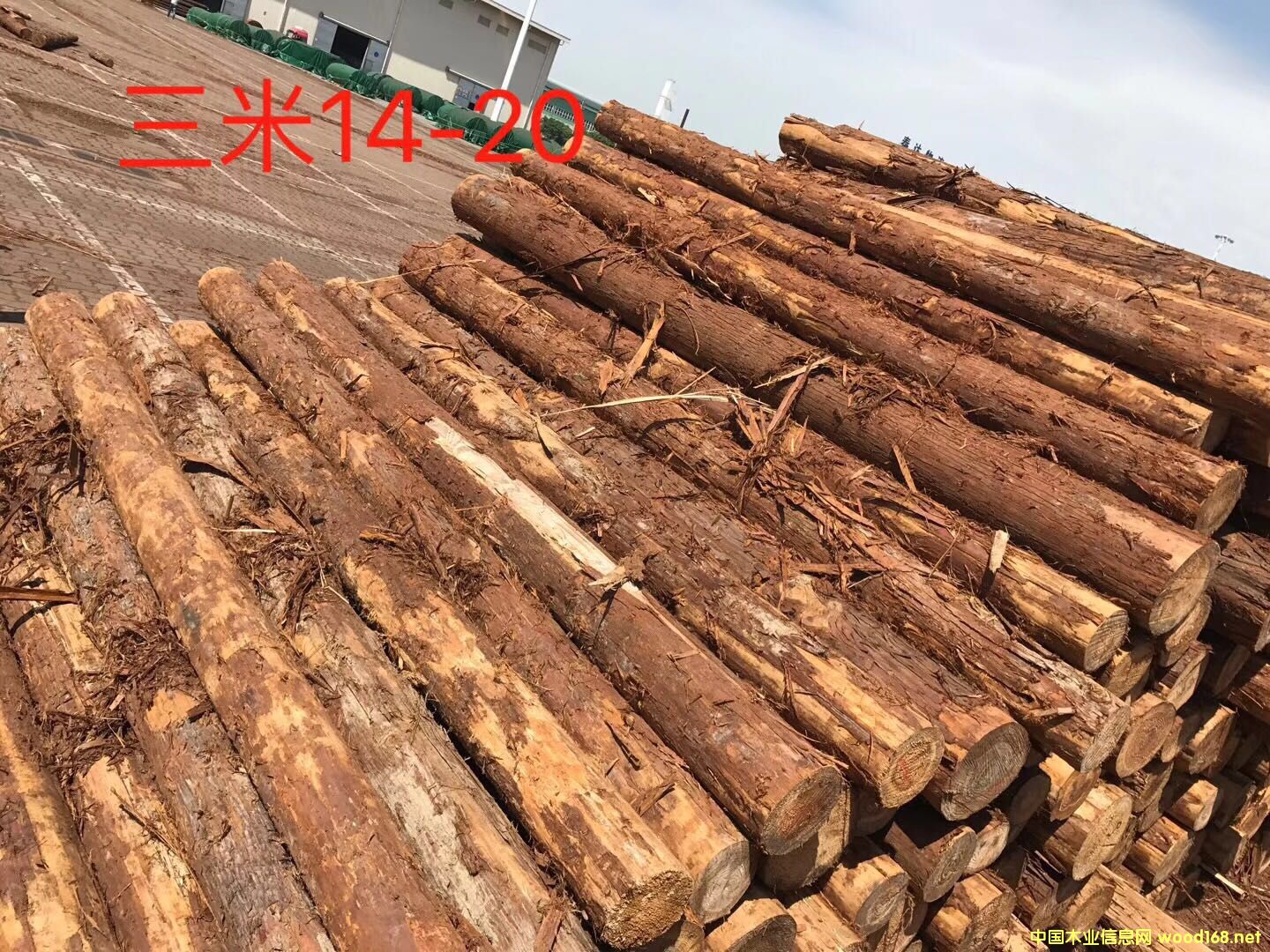 柳杉的詳細介紹