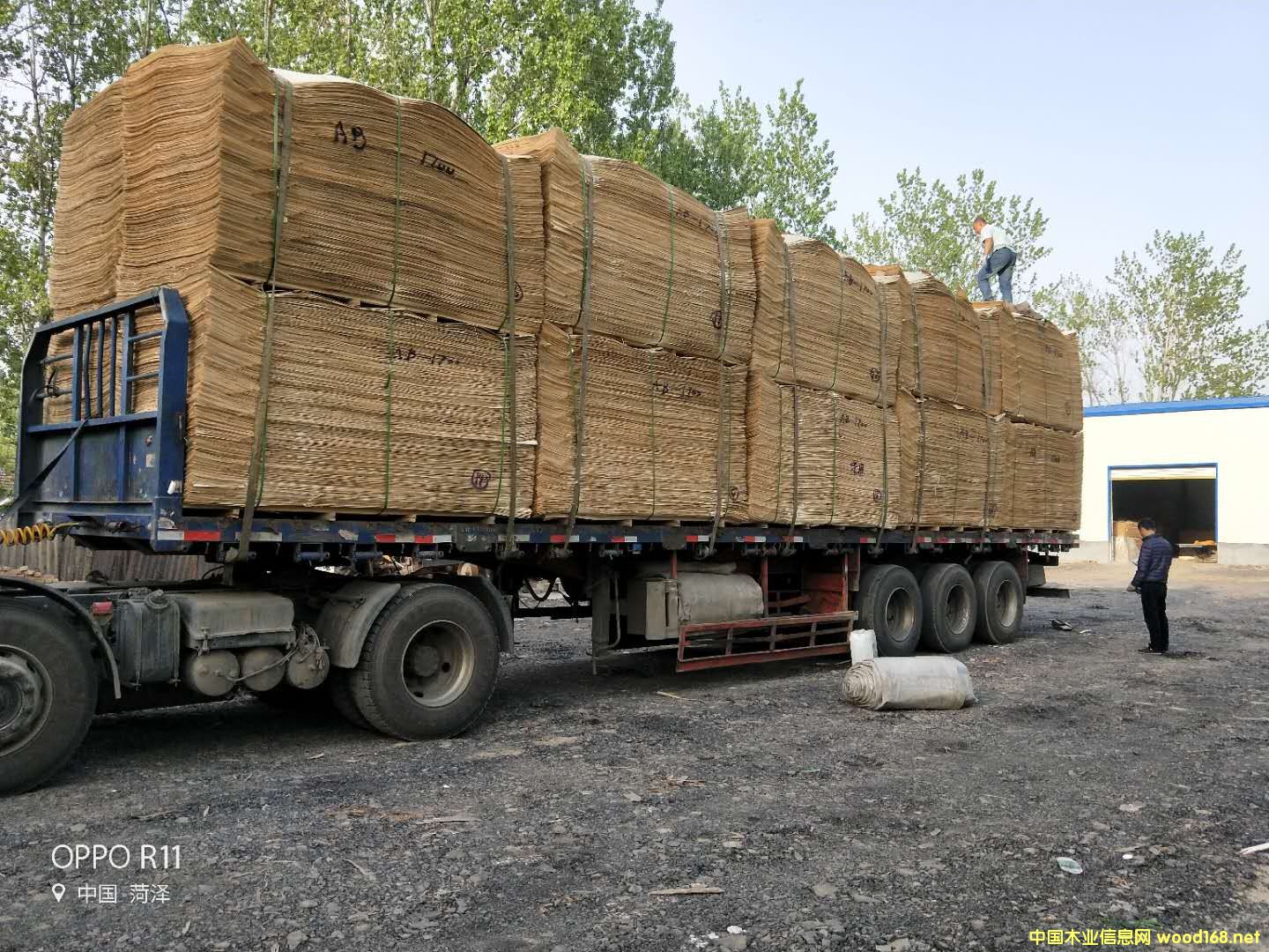 ��ľԭɫ��Ԕ����B