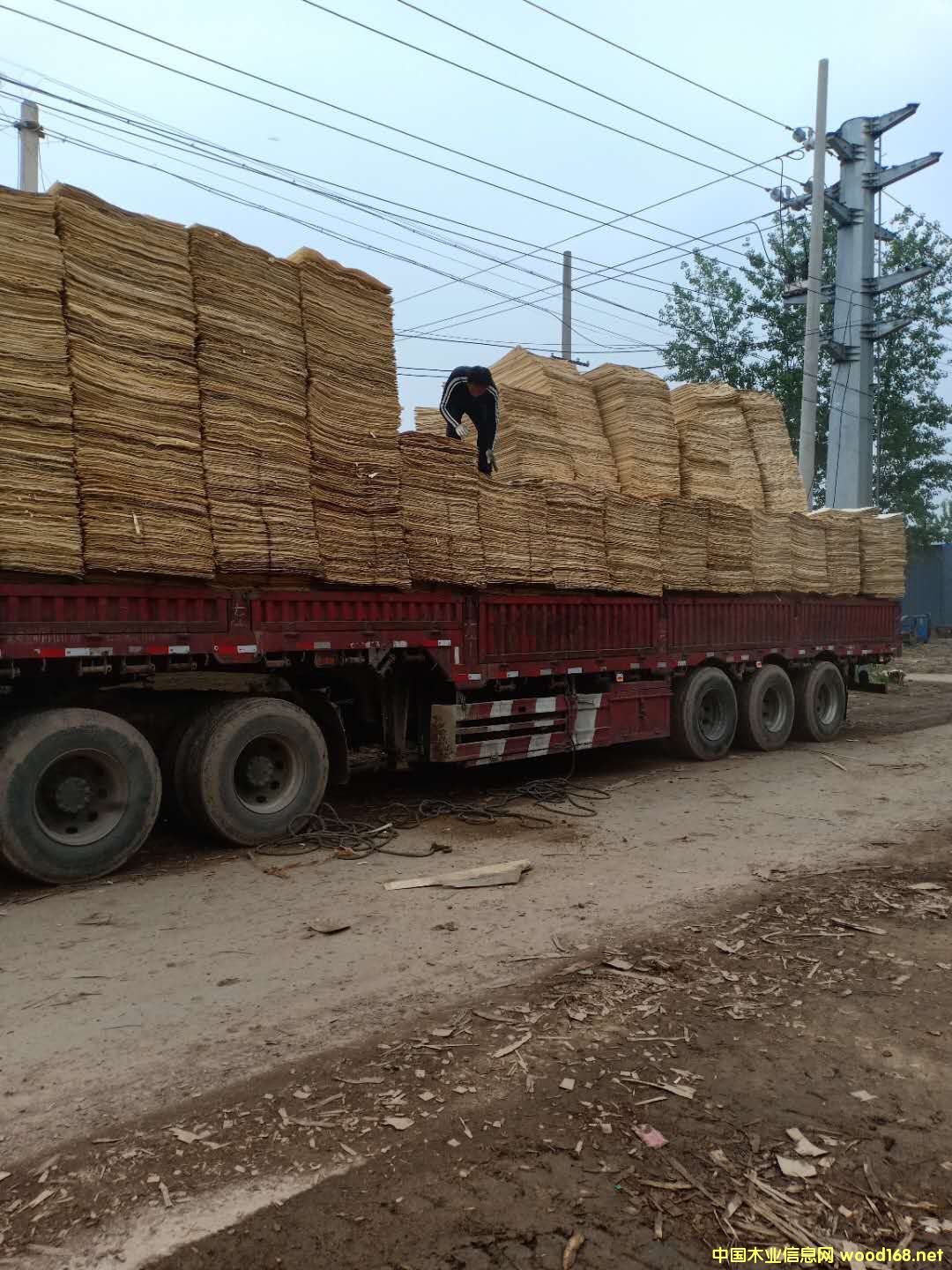 楊木三拼的詳細(xì)介紹