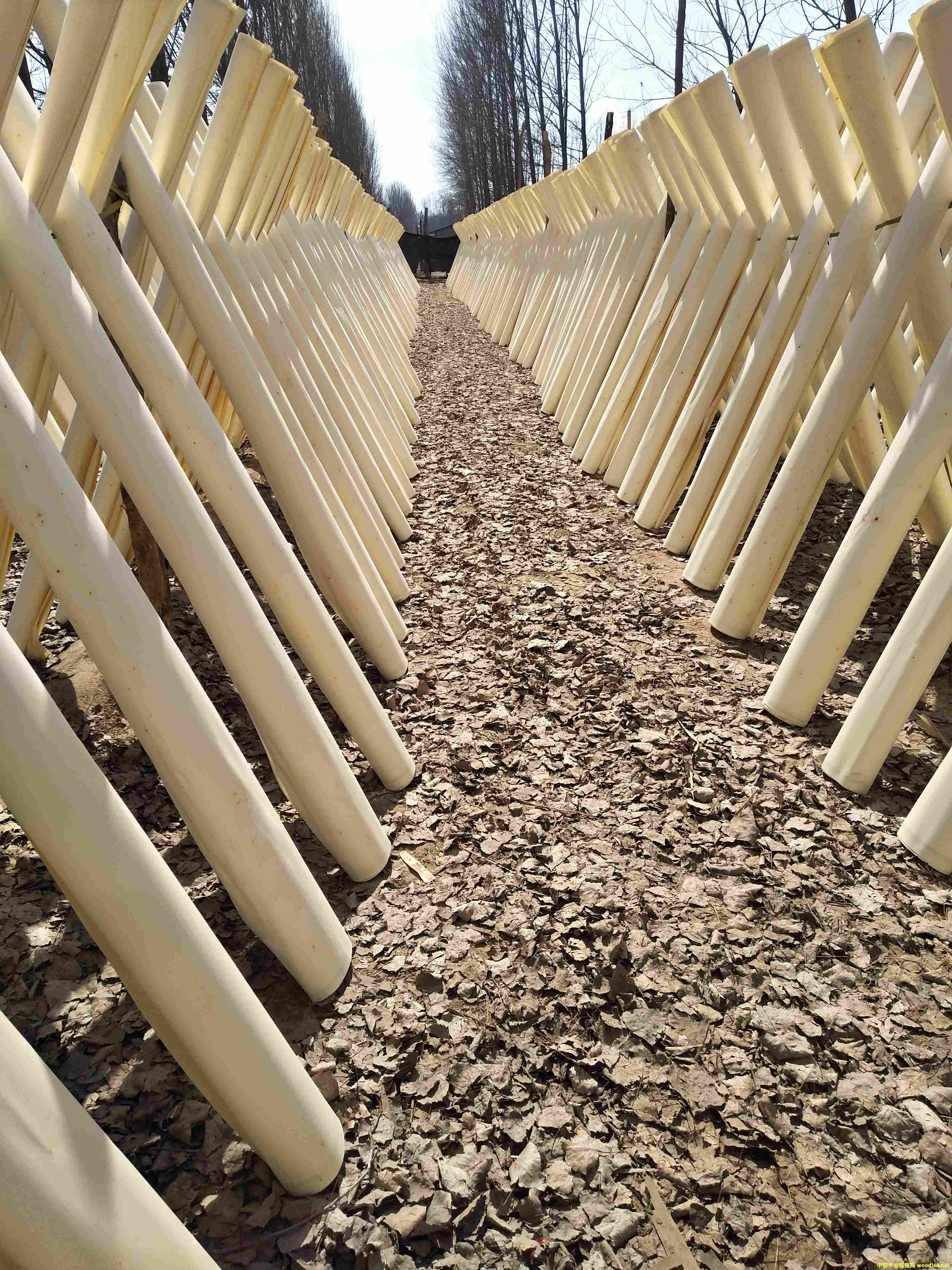 ��ľƯ�׵�Ԕ��(x��)��B