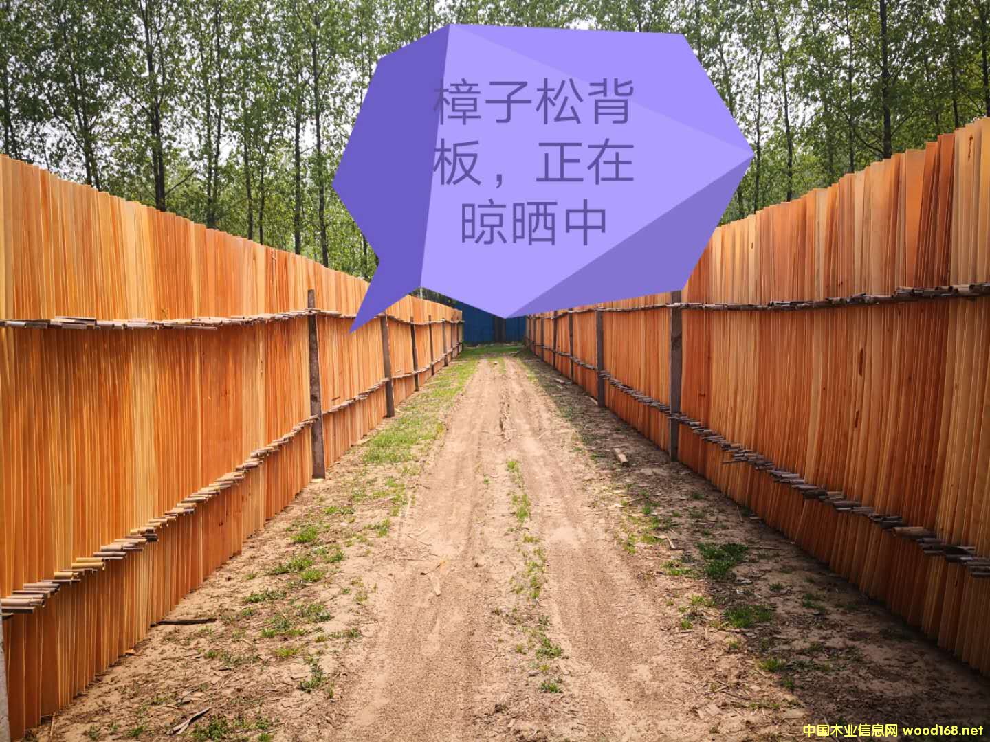  �����Ɇΰ��Ԕ����B