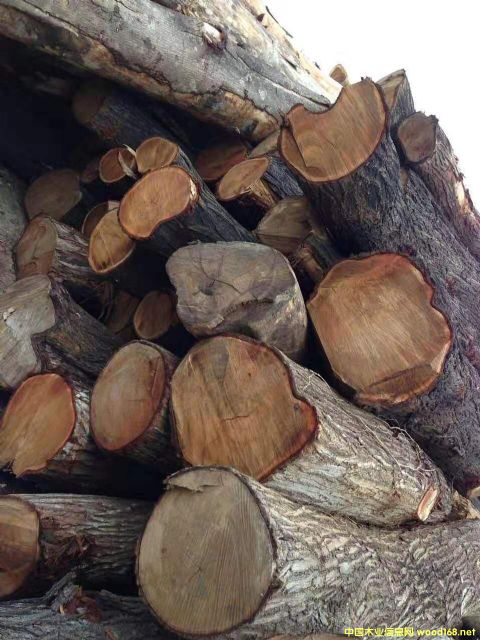 [��] �L�ڹ���(y��ng)���~��˼ľ�� ������ľ��ACACIA