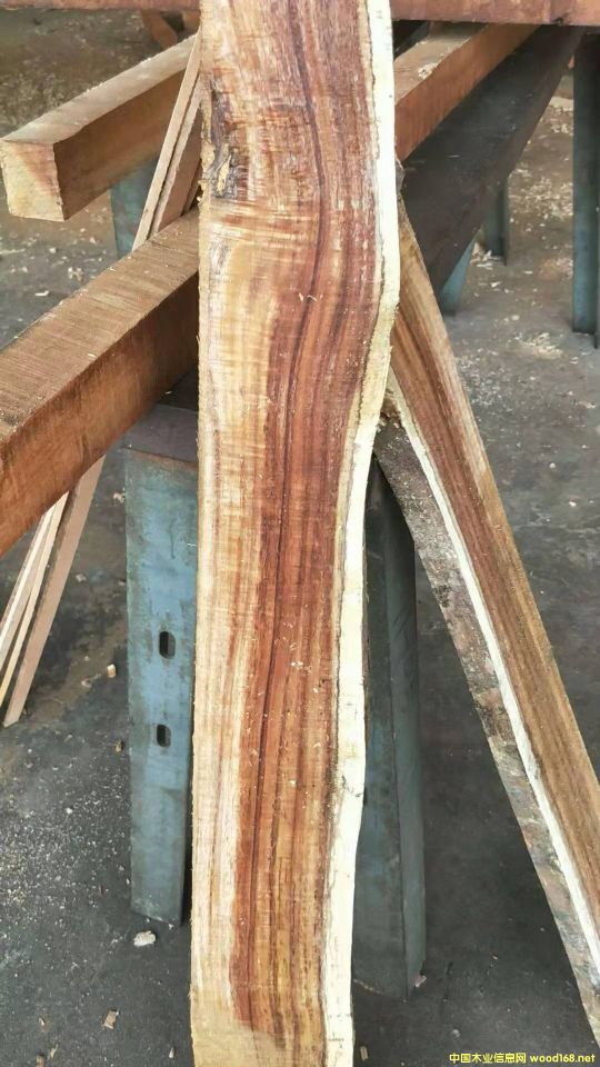 [��] �L�ڹ���(y��ng)���~��˼ľ�� ������ľ��ACACIA