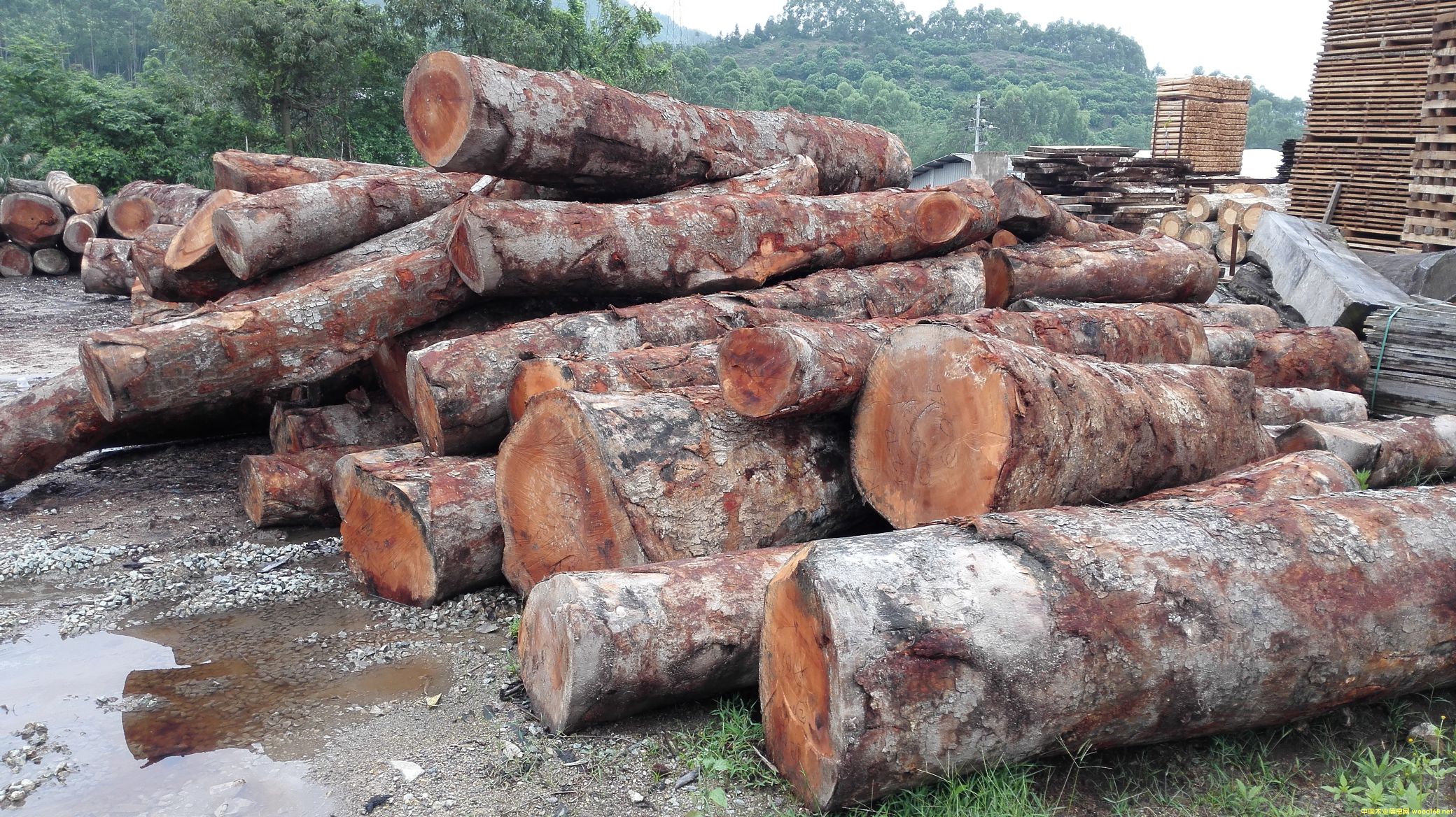 [��] �����һ�оľ���һ��İ�ģ���mahogany,���~�һ����������һ���