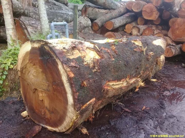 [��] ����(y��ng)�M(j��n)����˼ľACACIA����ľ����Ϛgľ������˼ľ