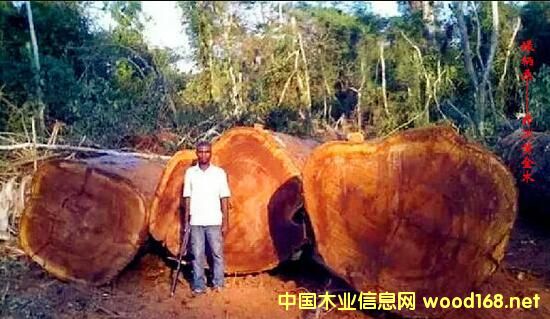 ľ�İٿƣ���G��ɣ��Iroko���������S��ľ