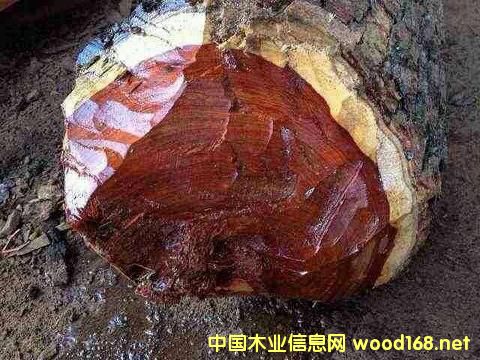 Ѫ̴���������ı���؟(z��)���Ƿ������Ї�(gu��)ľ���Q(m��o)���̪�(d��)�ԳГ�(d��n)��