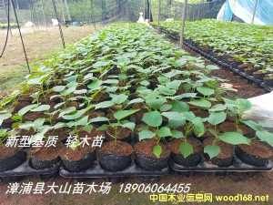 ��ɳľ���pľ��