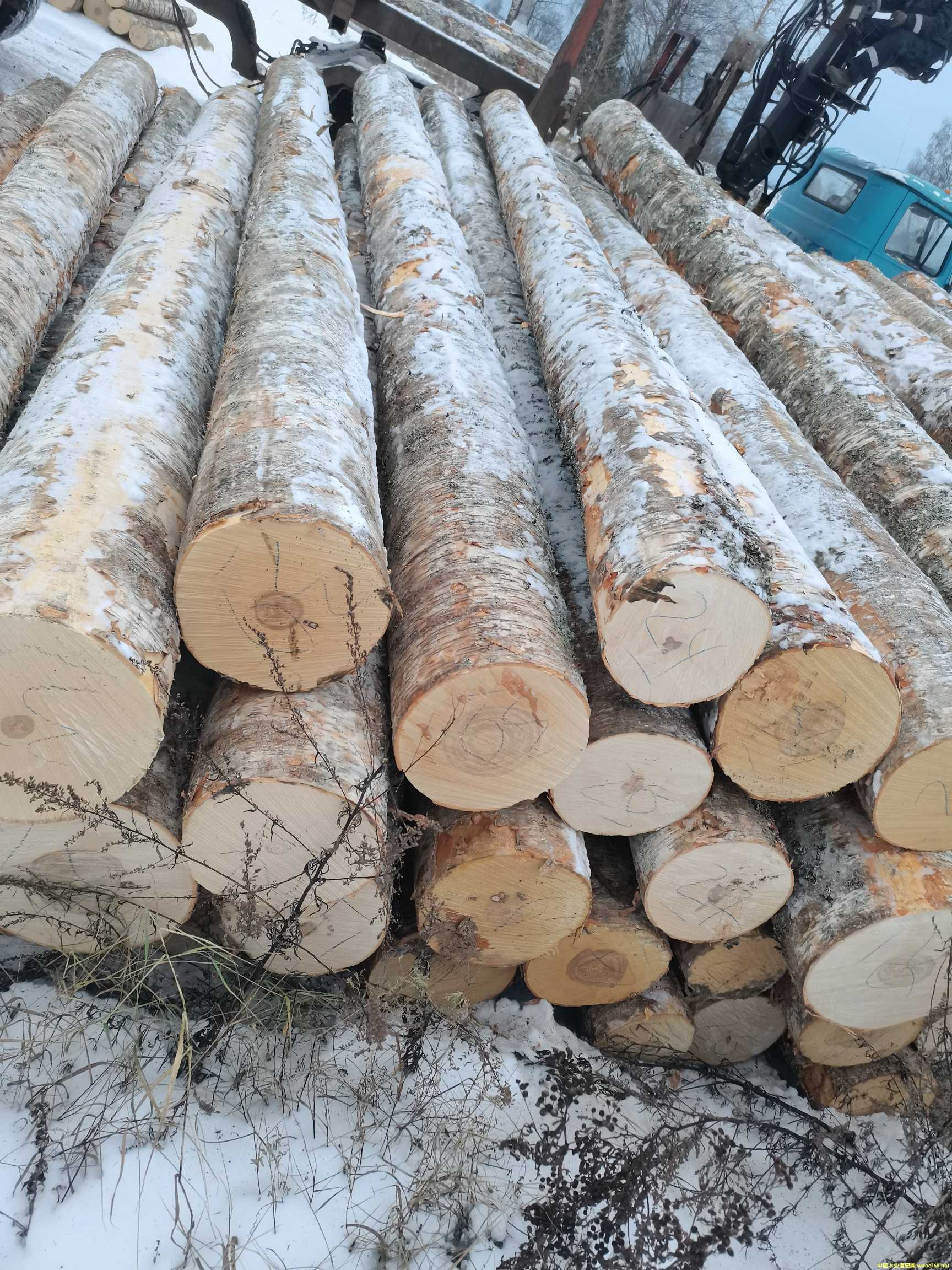 [��] ����(y��ng)���_˹��(y��u)�|(zh��)��ľԭľ