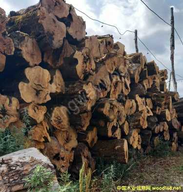 [��] ������ľ�I(y��)������ϙ�ľԭľ��Č�(sh��)ľ���M(j��n)�ښW�޲˰����_�幤ˇԭ���ϏN�߲�