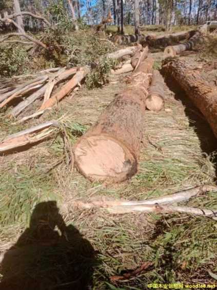 澳洲紅桉的詳細(xì)介紹