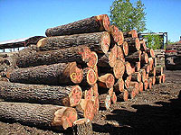 ����ԭ�a(ch��n)�ں���ԭľ��Ԕ��(x��)��B