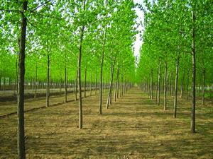 ������ĵ�Ԕ����B