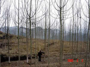 �F�ݻ��ؘO�ѵ����ؗl����Ԕ��(x��)��B