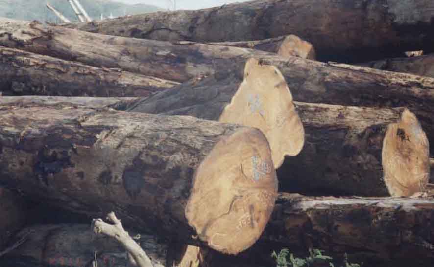 ����ľ(ԭľ)��Ԕ����B