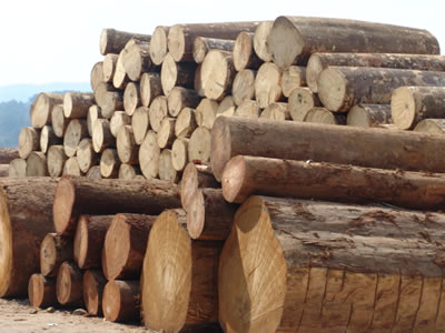 ����ԭľ��Ԕ��(x��)��B